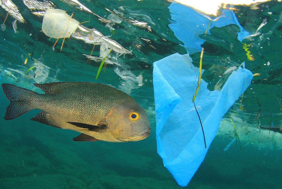 mercurio en el pescado por la contaminación en mares y océanos