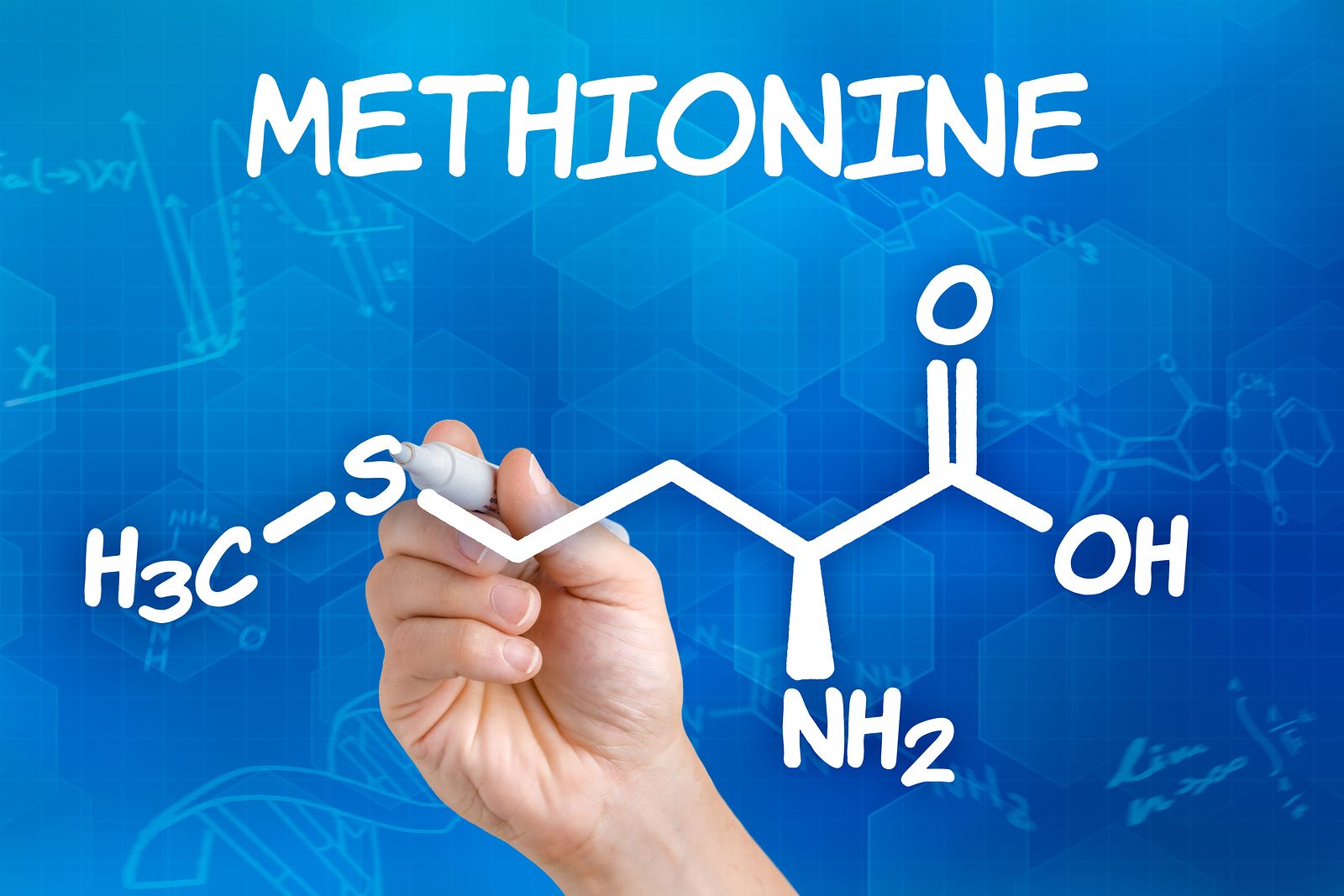 La metionina, un aminoácido esencial con elementos positivos y negativos para la salud de los mayores