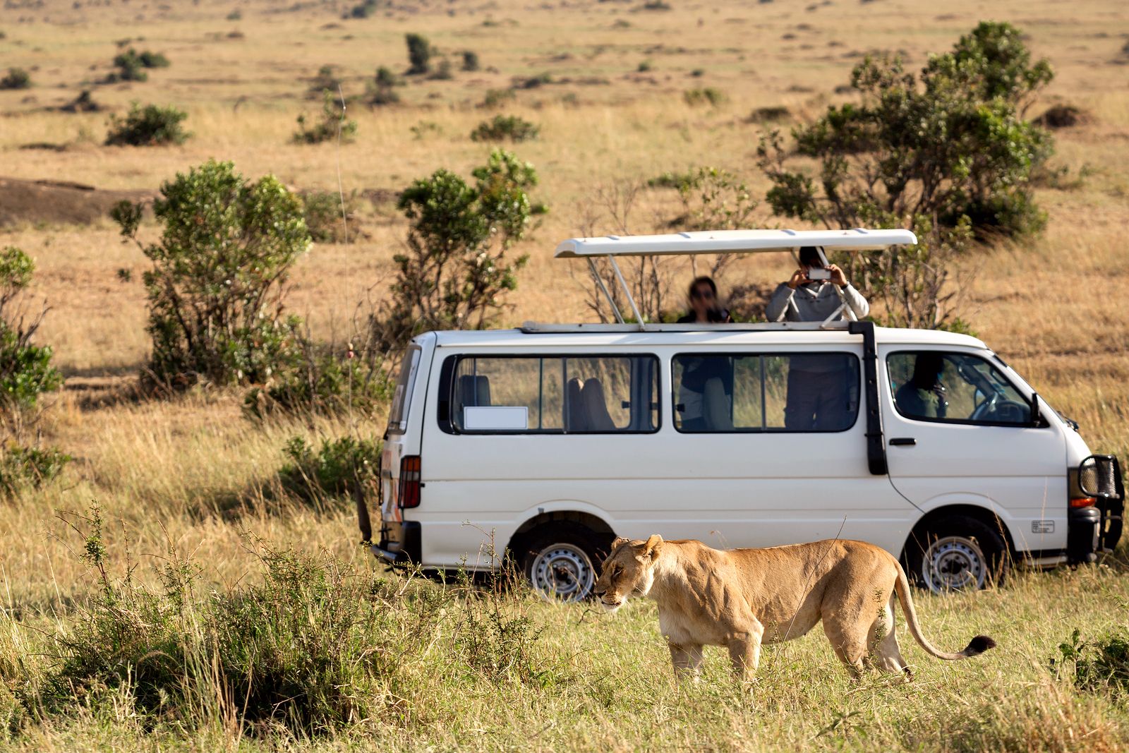 ¿Planeando un viaje a África para hacer un safari? Estos son los mejores consejos que necesitas