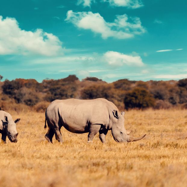 ¿Planeando un viaje a África para hacer un safari? Estos son los consejos previos que necesitas