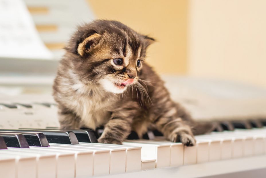La música produce efectos calmantes en los gatos