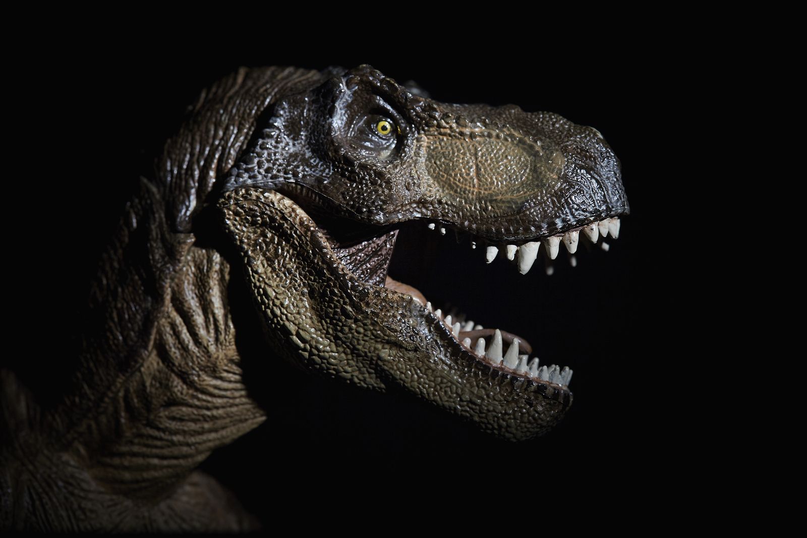 Espectáculos y museos donde saber más sobre dinosaurios