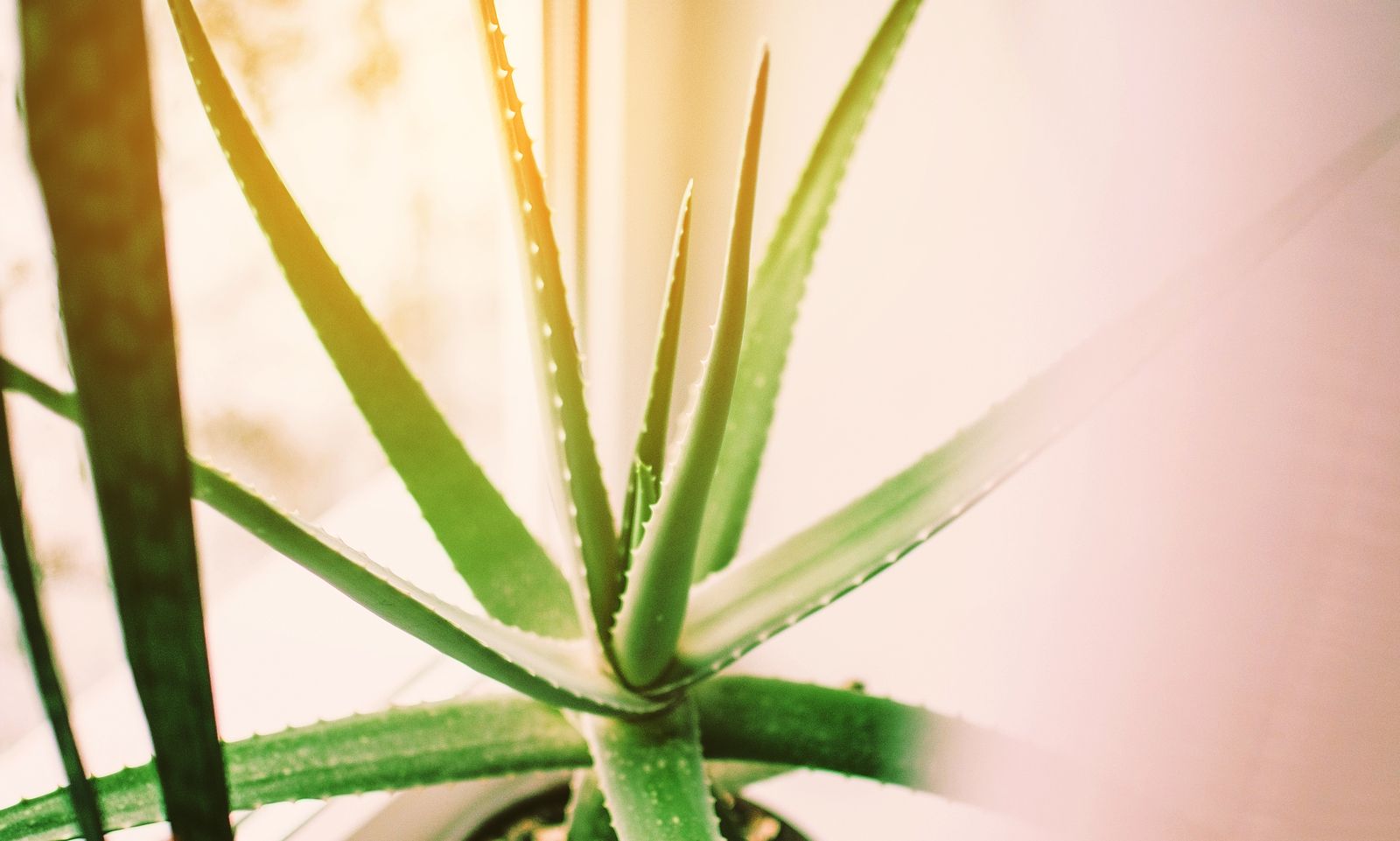 Cómo cuidar una planta de aloe vera