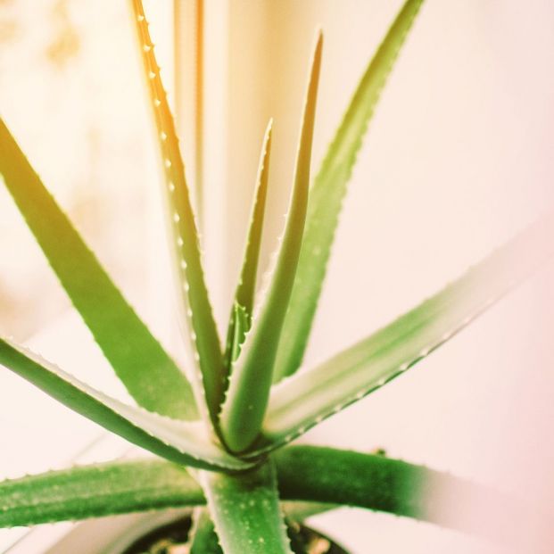 Cómo cuidar una planta de aloe vera