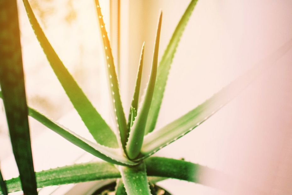 Cómo cuidar una planta de aloe vera