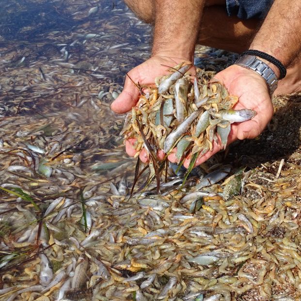 Muerte de peces en el Mar Menor en octubre Muerte de peces en el Mar Menor en octubre