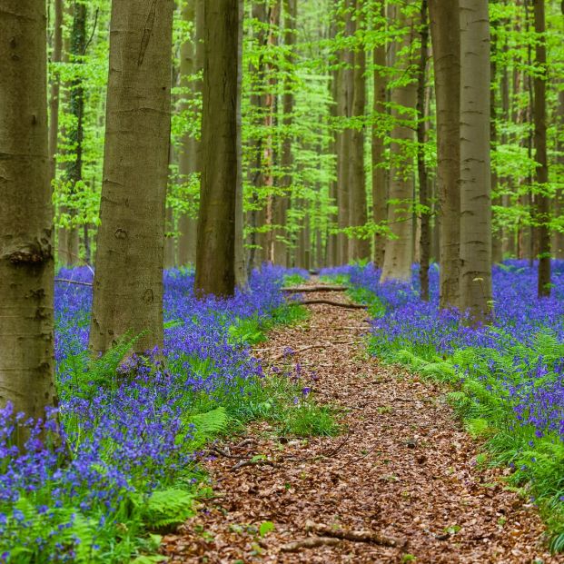 Bosque de Hallerbos