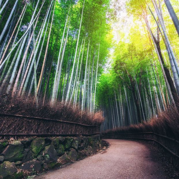 Bosque de bambú de Arashiyama