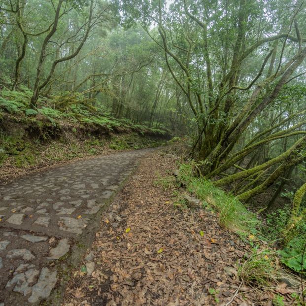 Parque Nacional de Garajonay