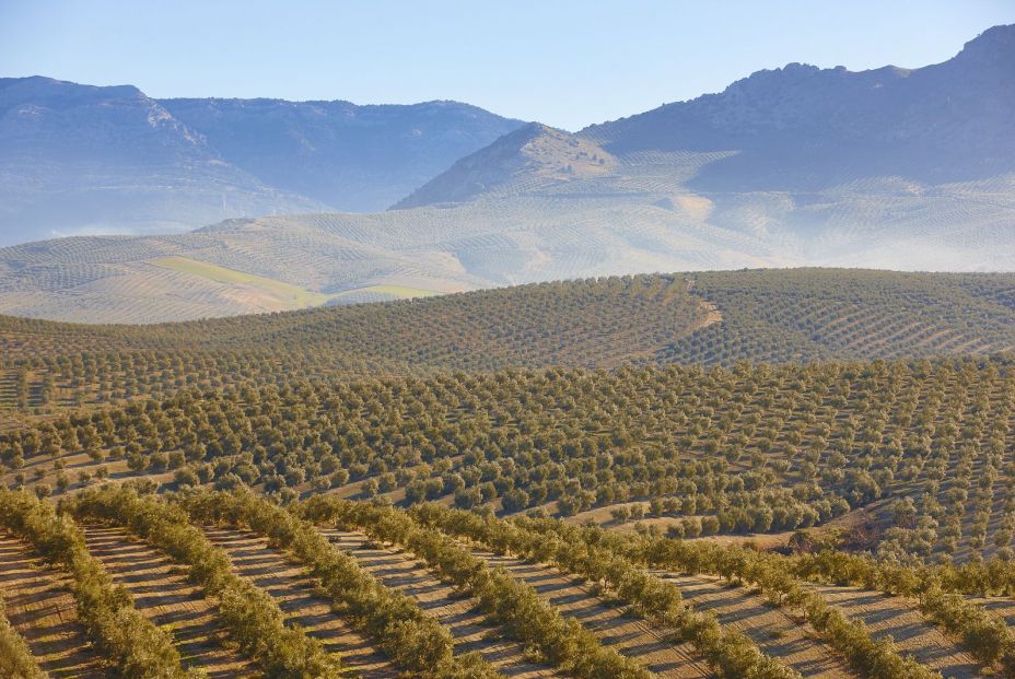 Mar de olivos vía verde del aceite en Jaén