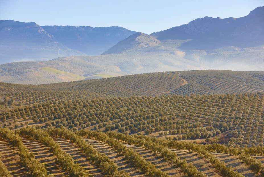 mar de olivos vía verde del aceite en Jaén