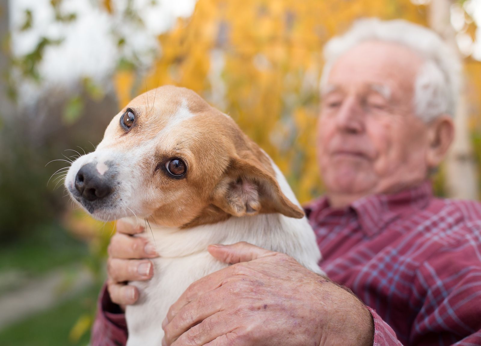 ¿Puede mi mascota tener coronavirus? ¿Existe riesgo de que me pueda contagiar?