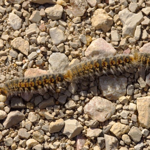 Oruga procesionaria Oruga procesionaria