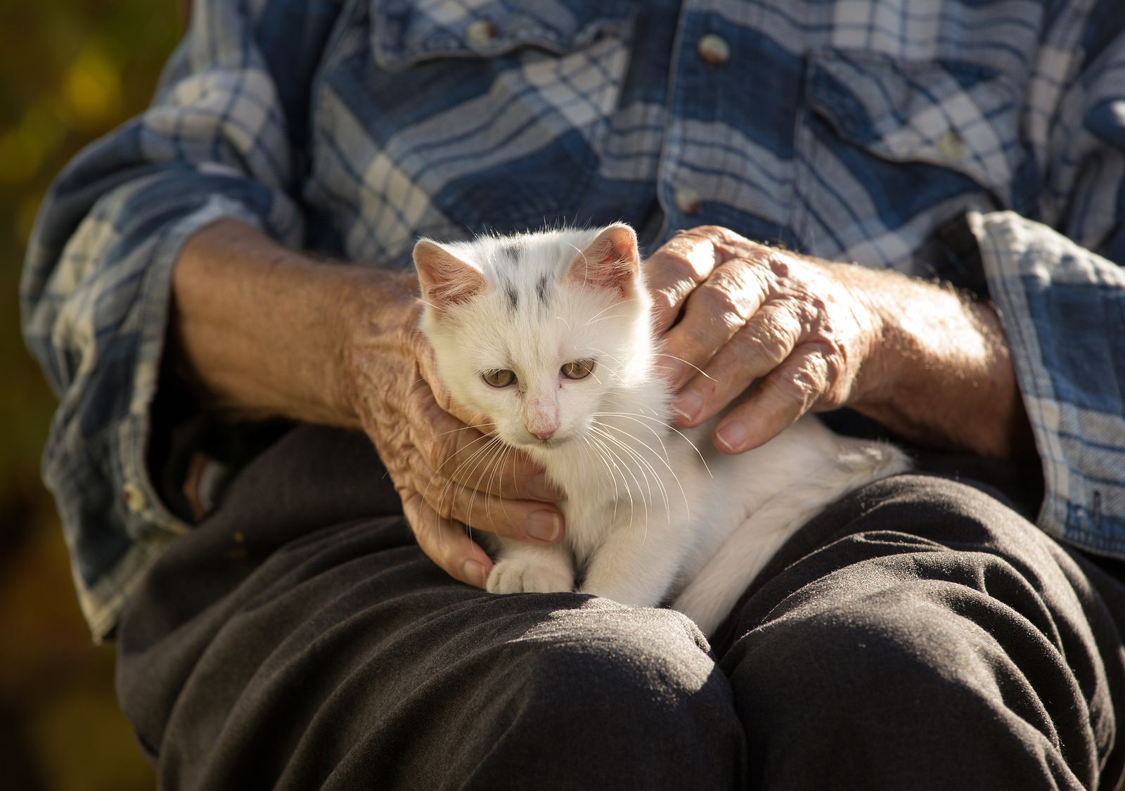 Las nociones básicas de psicología gatuna para entender a tu gato