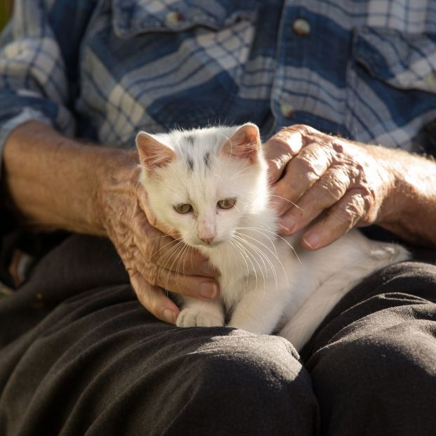 Las nociones básicas de psicología gatuna para entender a tu gato