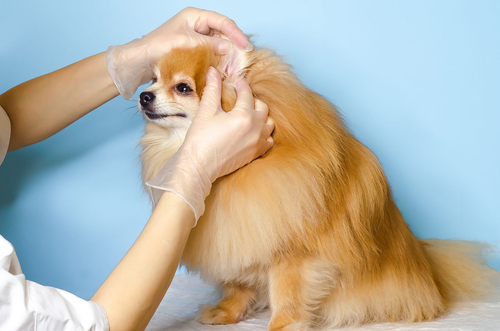 Cómo eliminar las garrapatas de tu perro