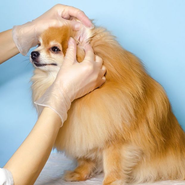 Cómo eliminar las garrapatas de tu perro