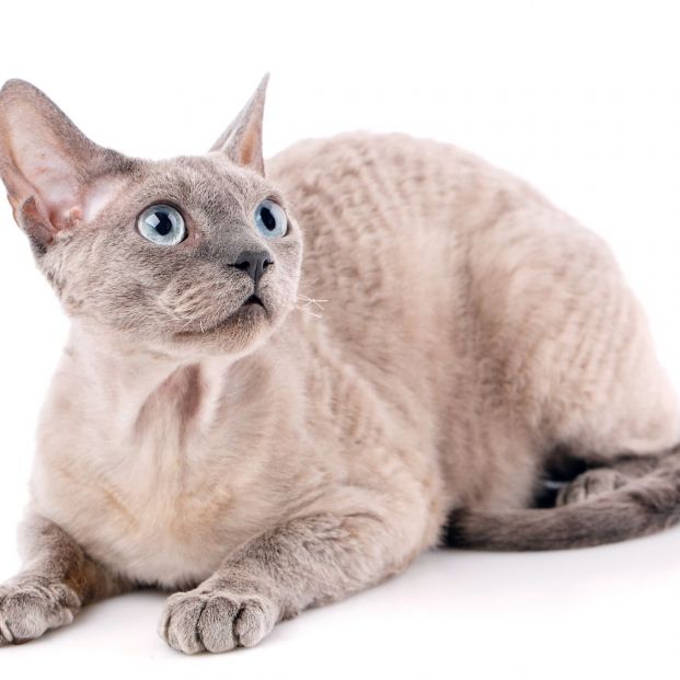 Raza de gatos menos alergias Devon Rex (Bigstock)