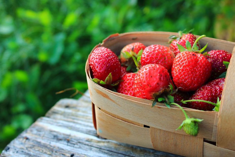La alergia a las fresas puede desencadenar en llagas (bigstock)