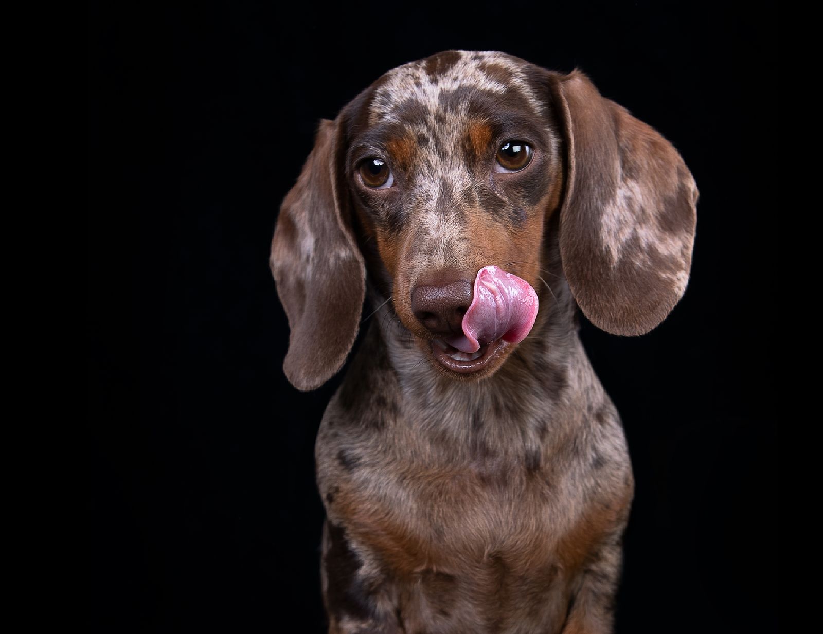 Curiosidades de los perros: las razones por las que se lamen, aúllan o ladean la cabeza