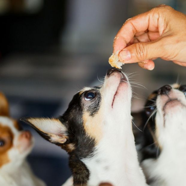 Curiosidades de los perros: las razones por las que se lamen, aúllan o ladean la cabeza