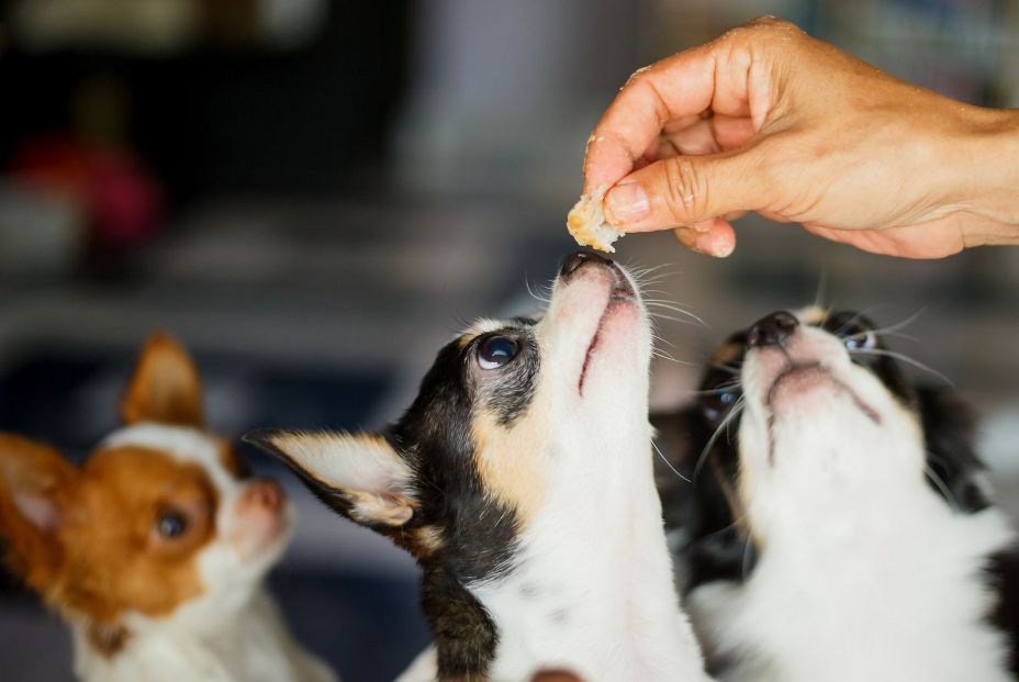 Curiosidades de los perros: las razones por las que se lamen, aúllan o ladean la cabeza