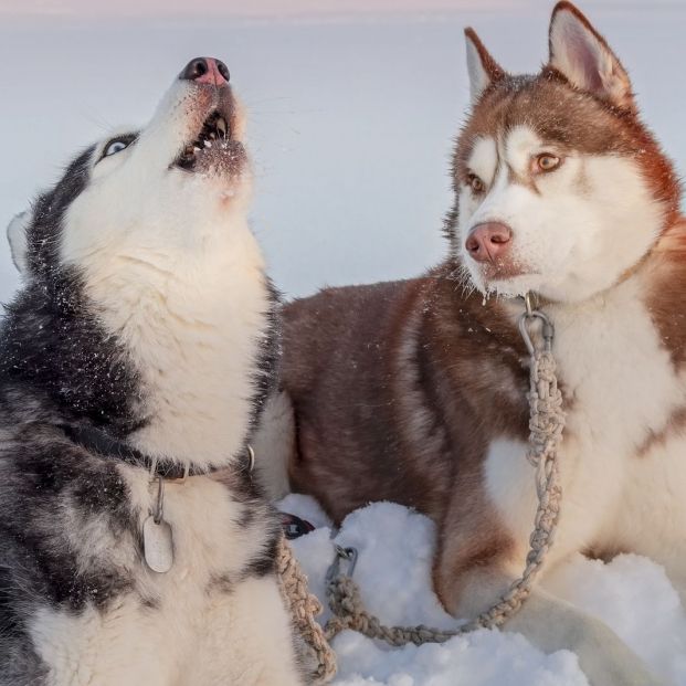 Curiosidades de los perros: las razones por las que se lamen, aúllan o ladean la cabeza