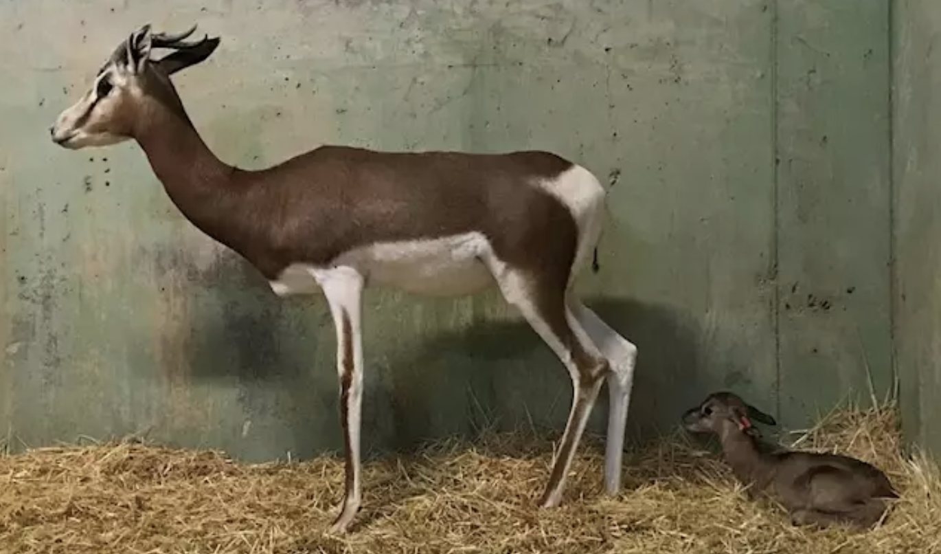 Gacelas del Bioparc Valencia. Madre e hija. Foto: Europa Press