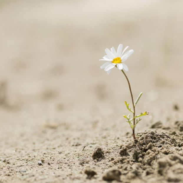 Resilencia capacidad de adaptación y superación de las adversidades