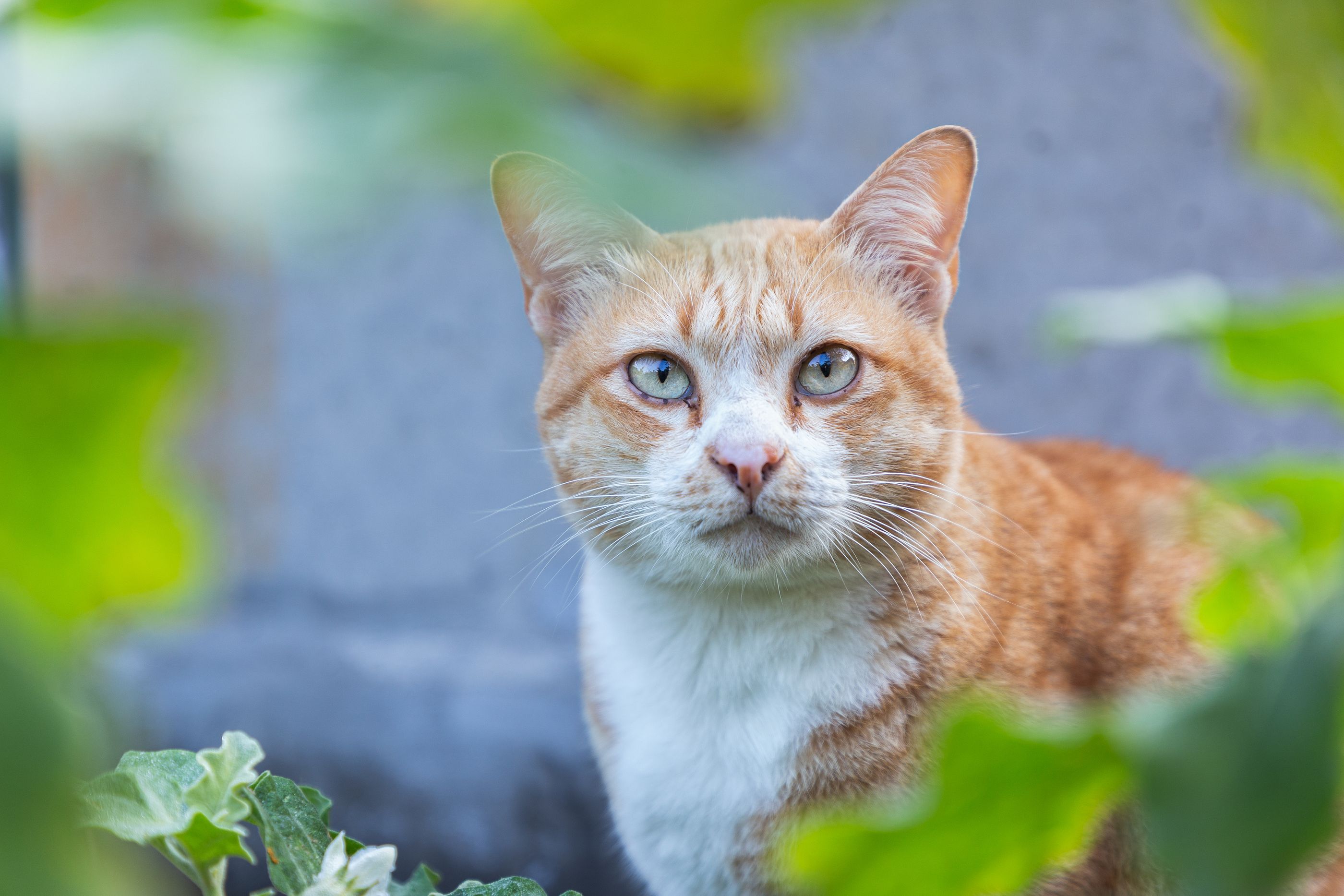 Todas las cosas que (quizá) no conocías sobre tu gato