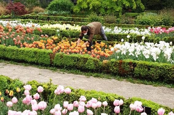 Tulipanes del Botánico para los sanitarios. Foto: EuropaPress  