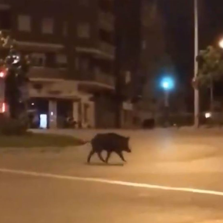 VÍDEO I Un jabalí, de 'paseo' por el centro de Madrid aprovechando el confinamiento