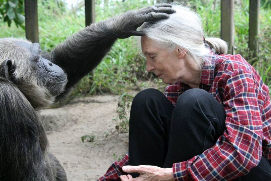 Jane Goodall: "Nuestra falta de respeto a los animales ha causado esta pandemia"