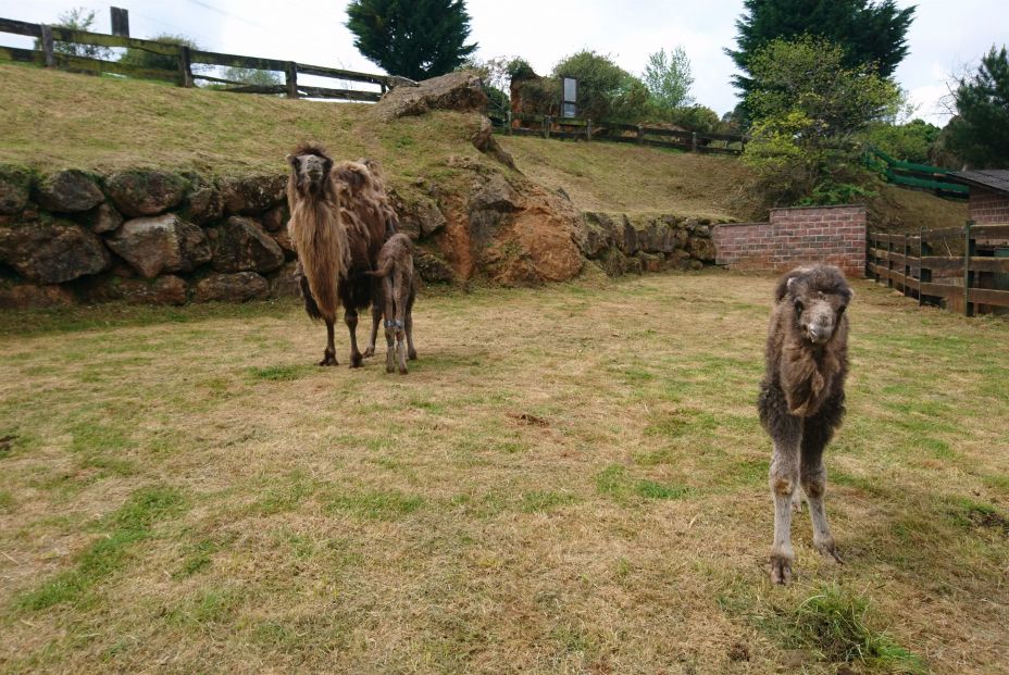 Dos crías de camello nacidos en Cabárceno