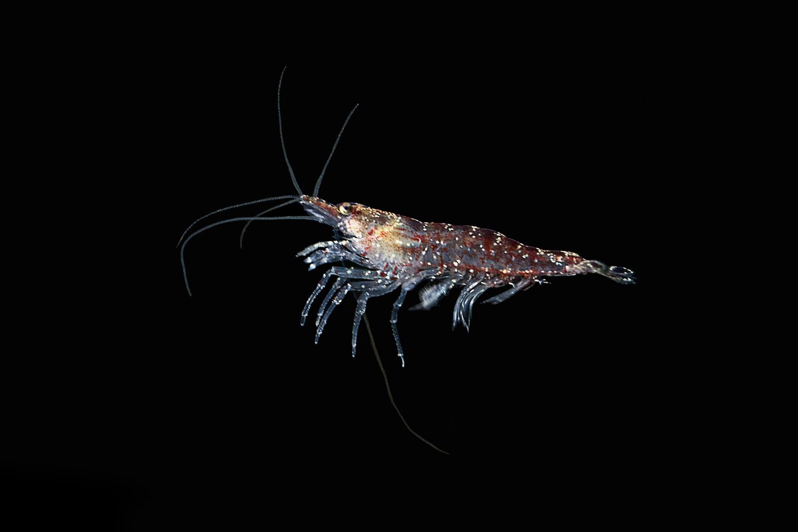 Los beneficios del aceite de krill (bigstock)