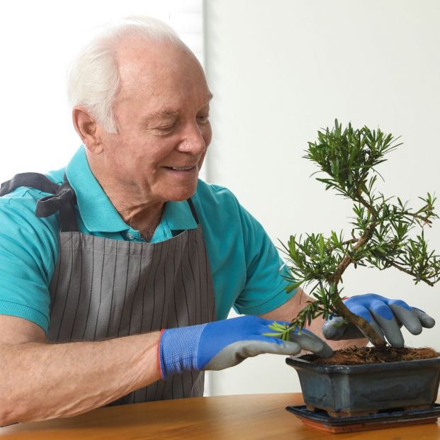 bigstock Senior Man Taking Care Of Japa 355317923