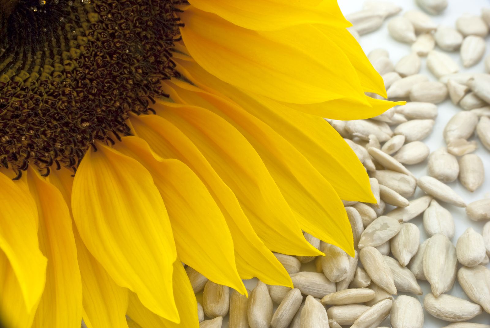 Las pipas de girasol, un fruto seco rico en vitamina E y antioxidantes (Bigstock)