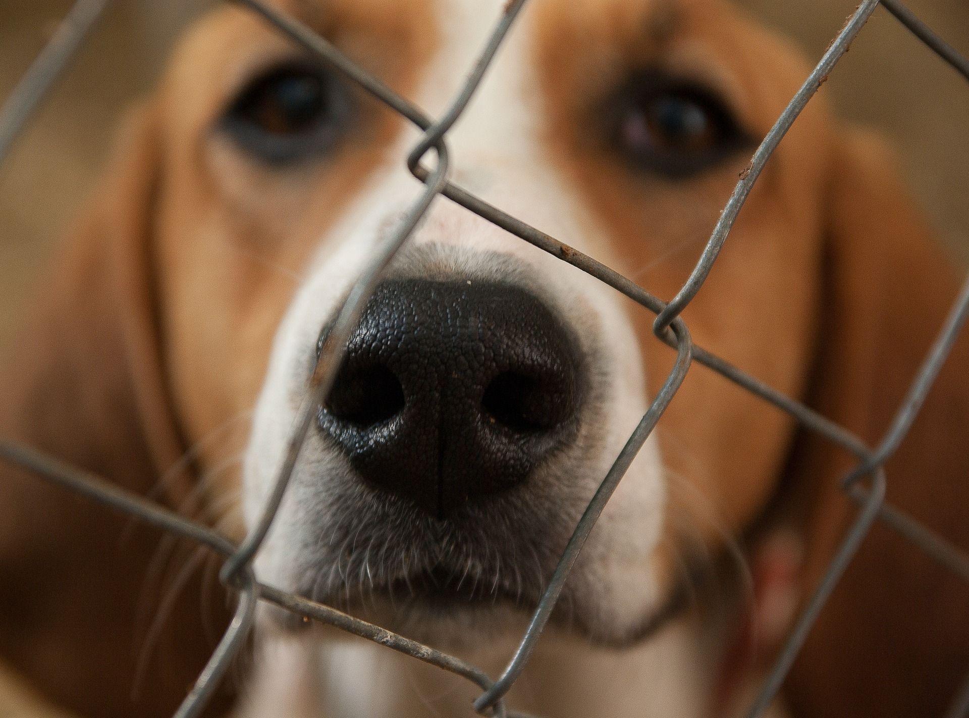 Multas por abandonar o maltratar animales