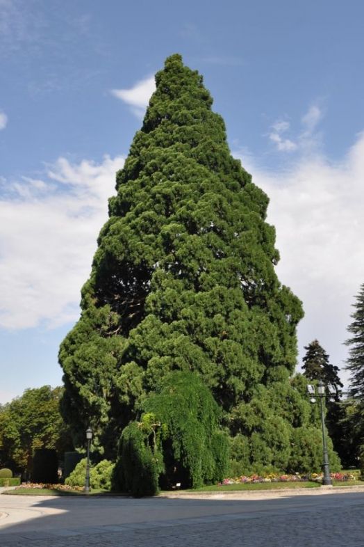 Secuoya Gigante (Mozon, monumentaltrees.com)