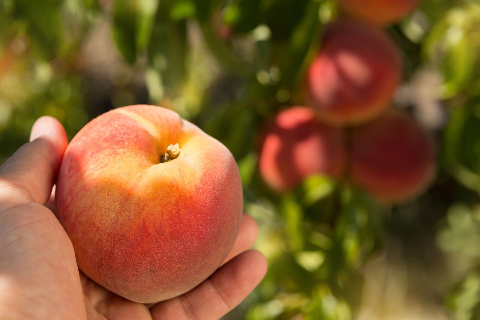 El veto ruso a frutas y hortalizas españolas ya dura 6 años