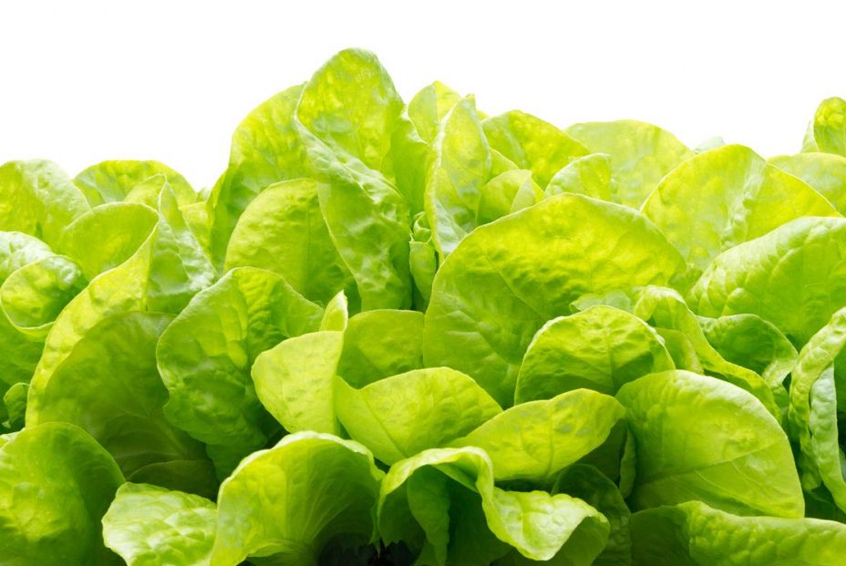 bigstock Lettuce Green Leaf Salad Isola 310051078