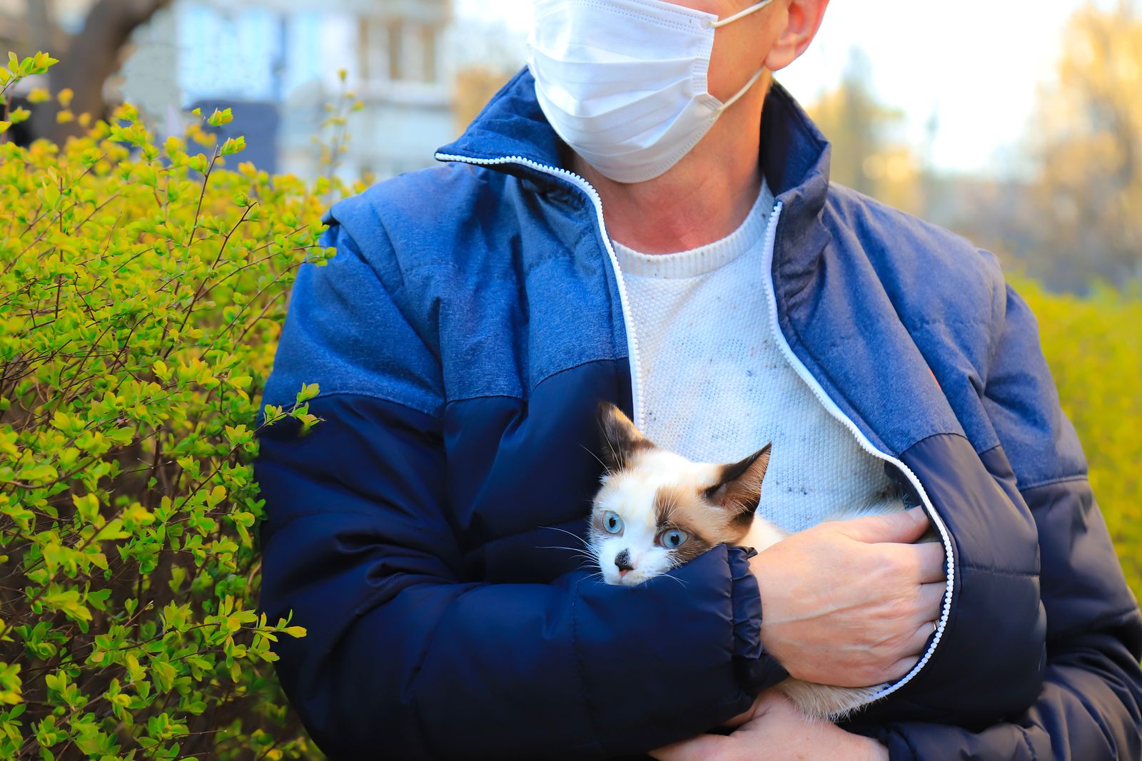 Las personas pueden transmitir el coronavirus a los gatos, pero no al revés