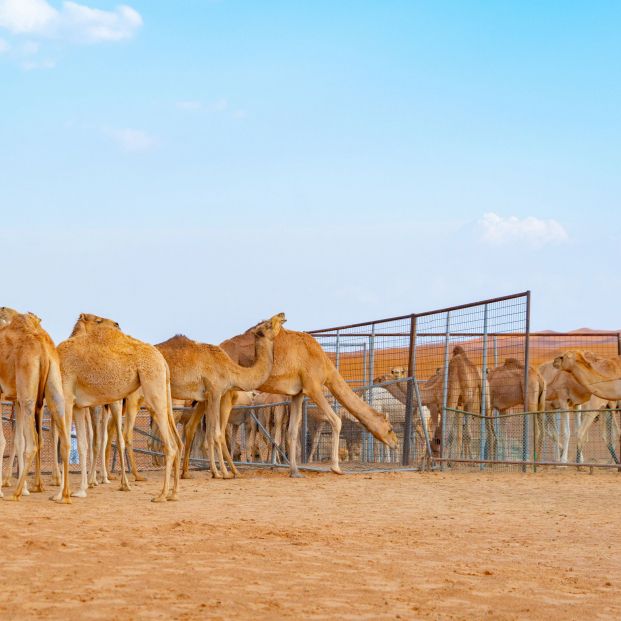 Dromedarios. Foto: Bigstock