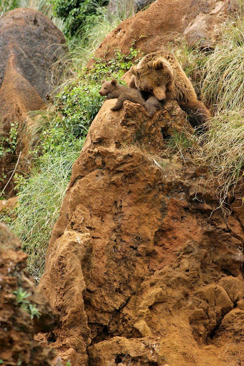 'Cabárceno en directo' se adentra en el recinto de osos para mostrar la vida de 90 ejemplares