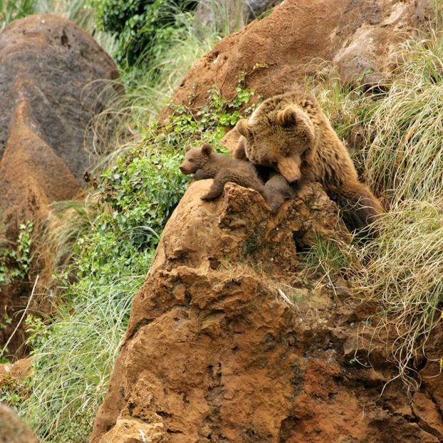 'Cabárceno en directo' se adentra en el recinto de osos para mostrar la vida de 90 ejemplares