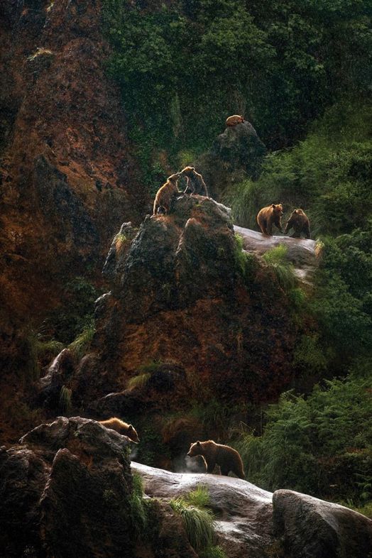 'Cabárceno en directo' se adentra en el recinto de osos para mostrar la vida de 90 ejemplares 'Cabárceno en directo' se adentra en el recinto de osos para mostrar la vida de 90 ejemplares