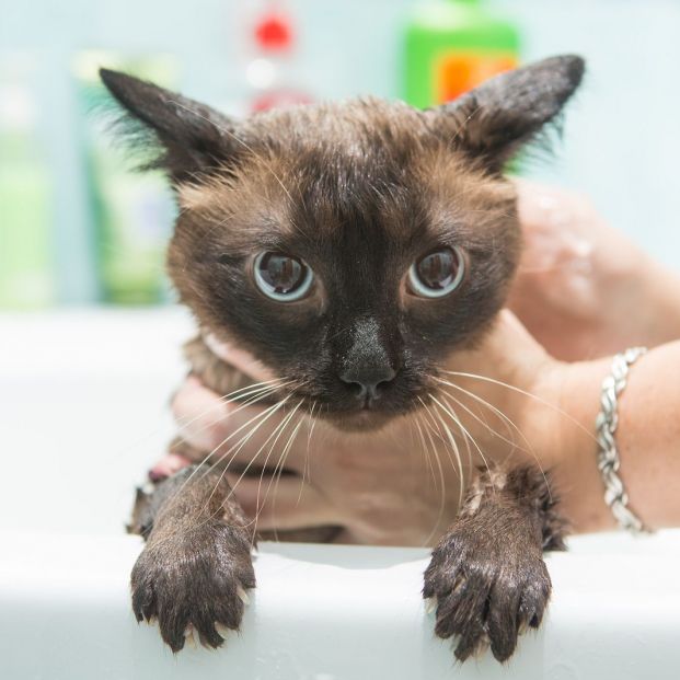 bigstock Cat Bath Wet Cat cat Does Not 335132548
