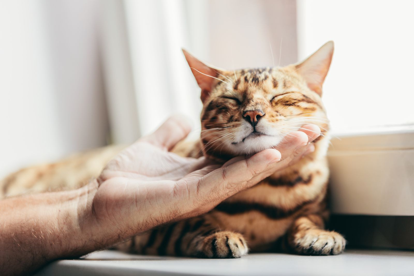 Lo que debes evitar si quieres hacer feliz a tu gato