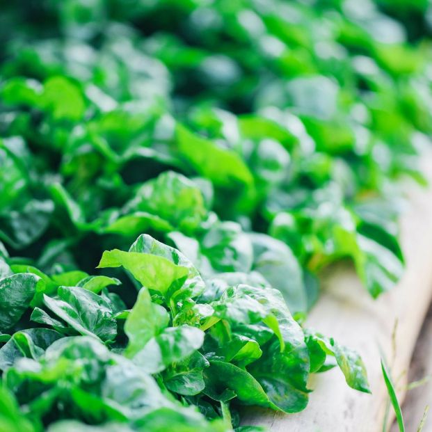 bigstock Watercress Growing In The Vege 345243298