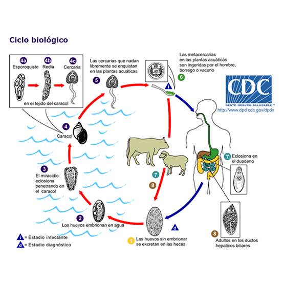 ciclo larvario3